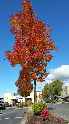 Westwood Village photo 3
