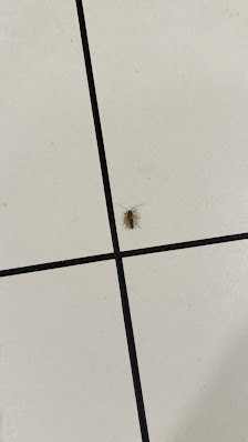 South Towne Mall photo 2